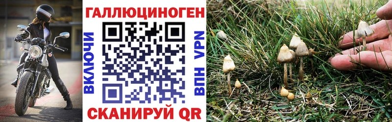 купить сайты Волхов Галлюциногенные грибы Psilocybe
